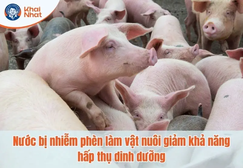 Nước bị nhiễm phèn làm vật nuôi giảm khả năng hấp thụ các chất dinh dưỡng