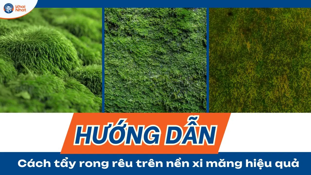 Hướng dẫn cách tẩy rong rêu trên nền xi măng hiệu quả