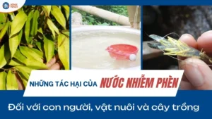 Thumbnail những Tác hại của nước bị nhiễm phèn