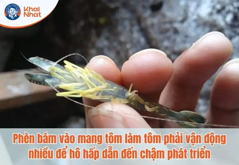 tôm bị chậm lớn khi sống trong nước nhiễm phèn lâu ngày