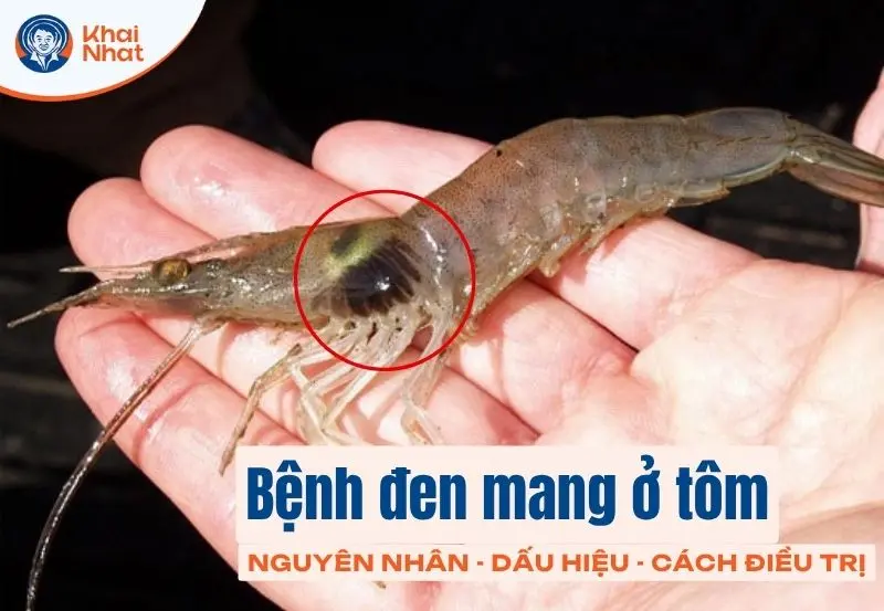 bệnh đen mang trên tôm là gì?