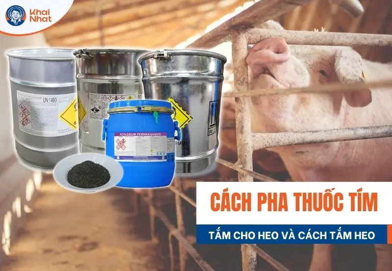 banner cách pha thuốc tím tắm heo
