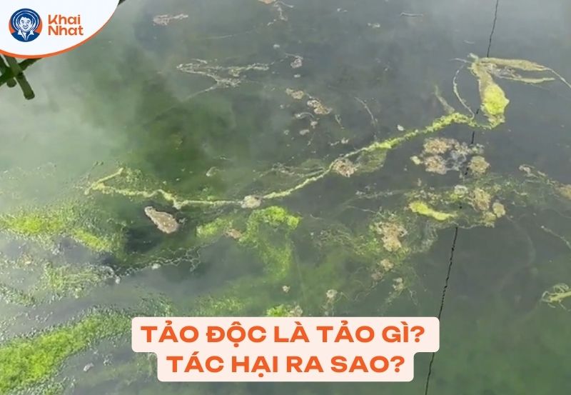 tảo độc là gì ảnh hưởng đến tôm ra sao