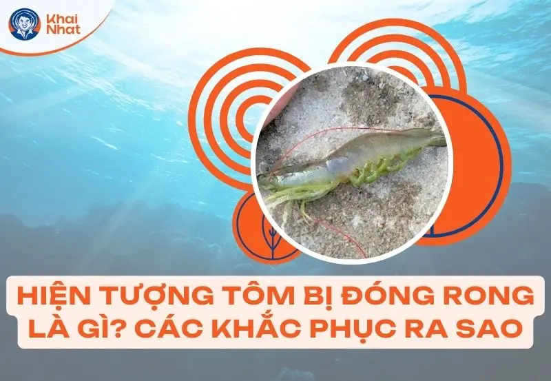 Tôm bị đóng rong rêu