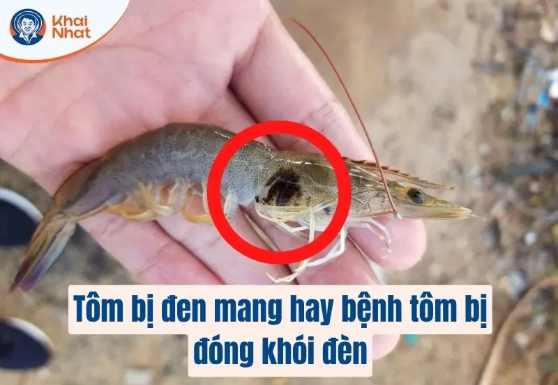 Bênh đen mang trên tôm có nghĩa là gì