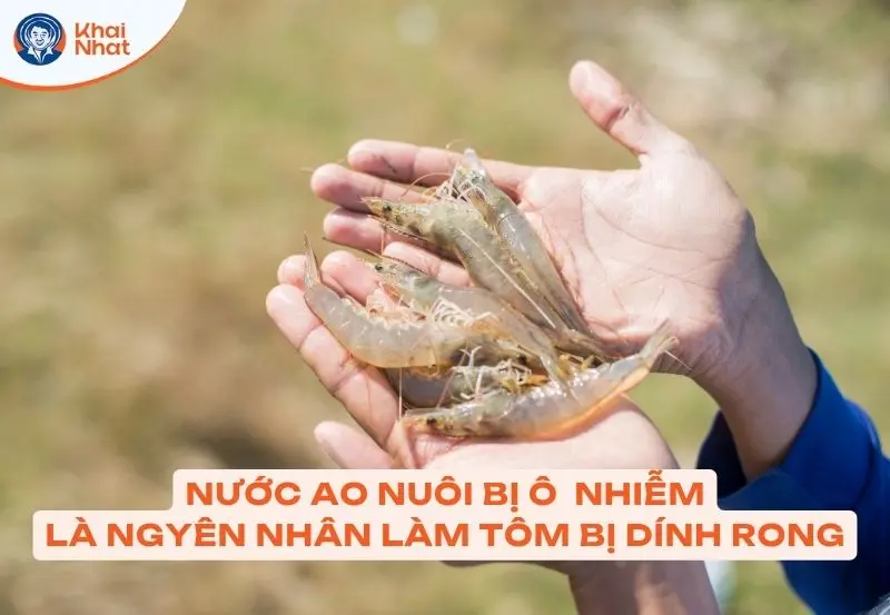 Việc cho ăn và chăm sóc chưa đúng cách làm cho tôm dễ bị đóng rong rêu hơn