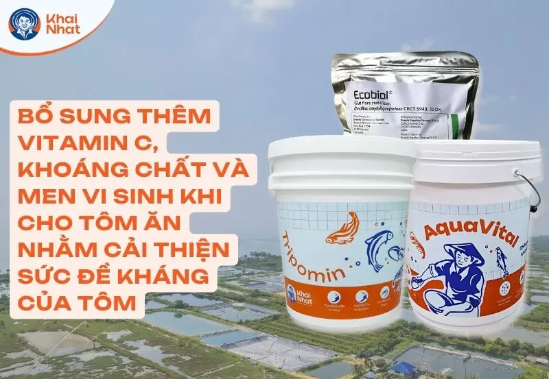 Cần bổ sung vitamin C, khoáng và men vi sinh để cái thiện sức khỏe cho tôm