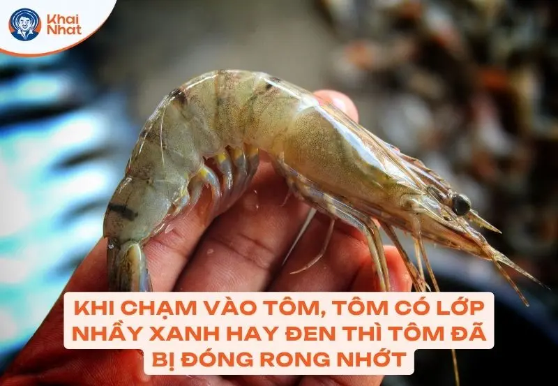 Dấu hiệu nhận biết tôm bị đóng rong rêu