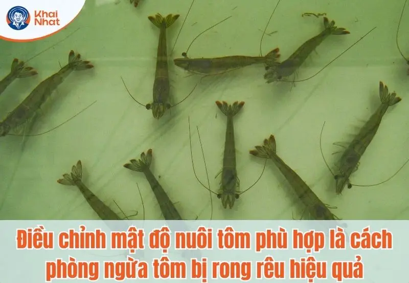 Việc điều chỉnh mật độ nuôi [hù hợp cũng là cách làm giảm tình trạng rong nhớt trên tôm 