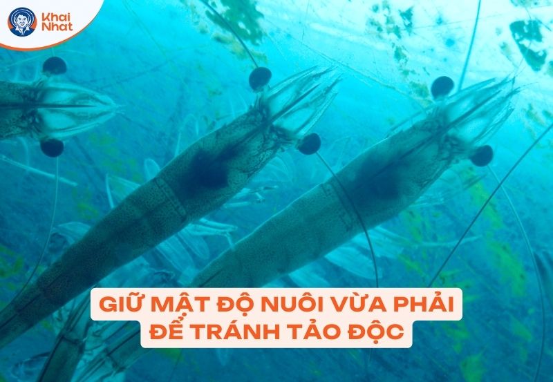 kiểm saot1 mật độ nuôi giảm lượng tảo tàn
