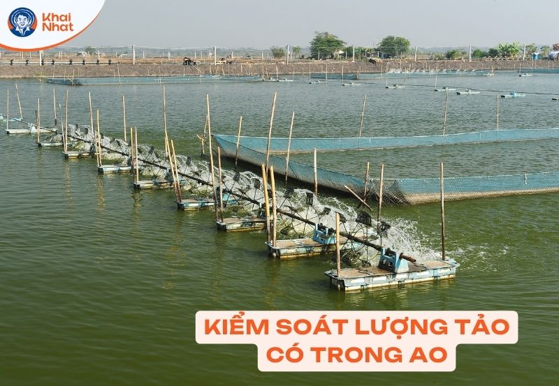Kiểm soát lượng tảo có trong ao