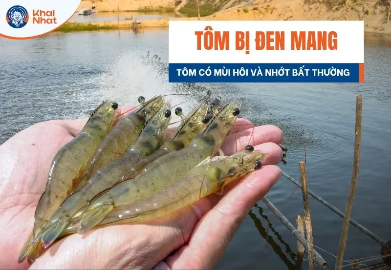 Khi thấy tôm bị đóng nho61g và có mùi bất thường. Đây là dấu hiệu của tôm bị đóng khói đèn