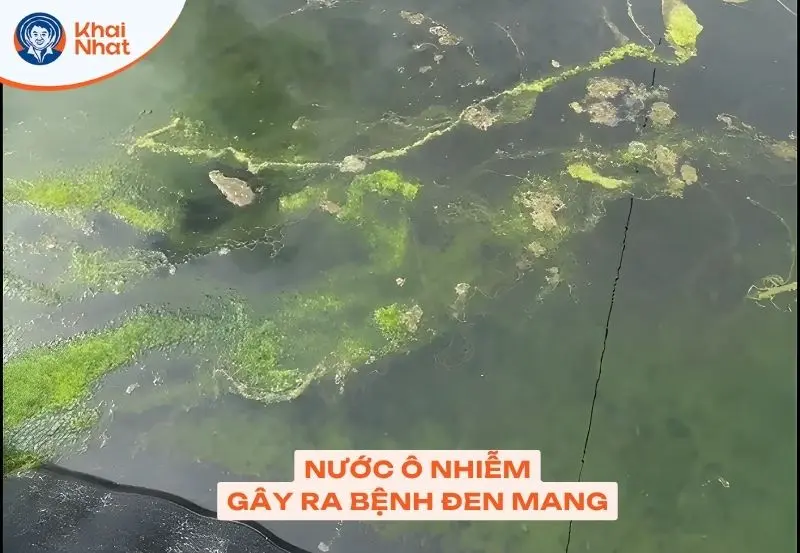 nguyên nhân làm mang tôm bị đen có thể từ rêu nhớt và tảo độc