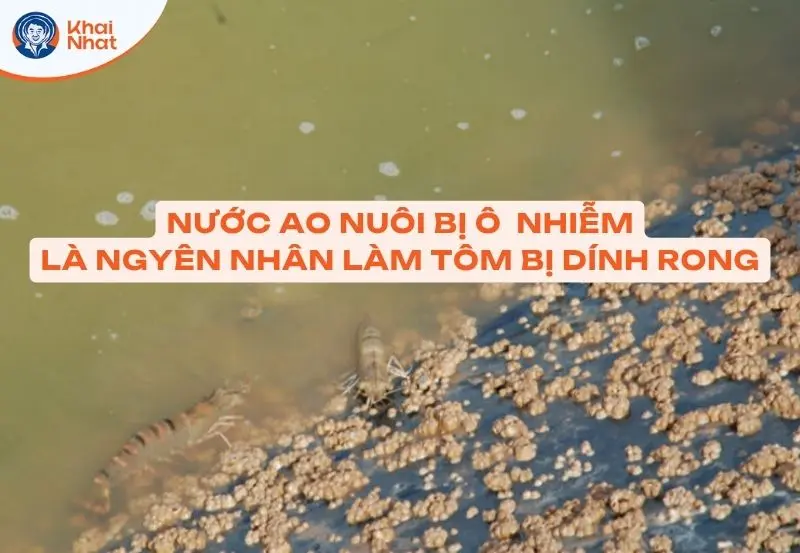 nguồn nước ao nuôi bị ô nhiễm làm cho tôm dễ bị đóng rong rêu