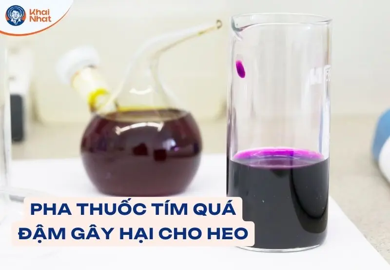 pha thuốc tím tắm cho heo quá đậm đặc