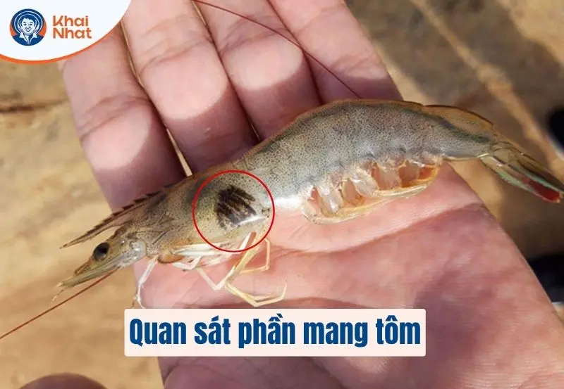 khi tôm bị đóng khói đèn, phần mang tôm sẽ có dấu hiệu đen lại