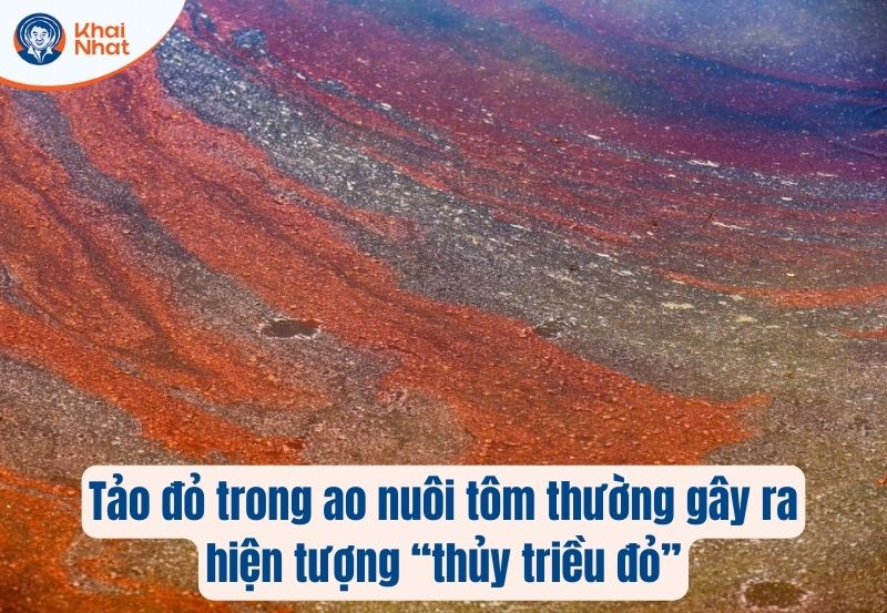 tảo đỏ trong ao nuôi tôm