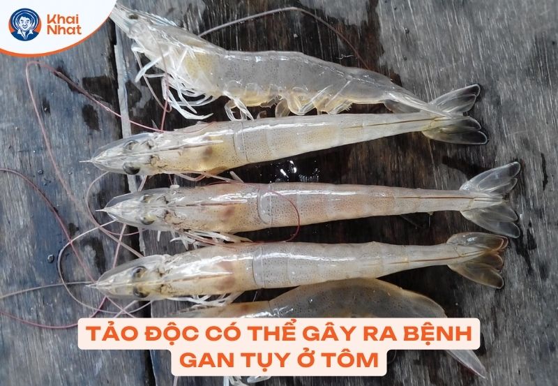 tảo độc gây ngộ độc gan tụy cho tôm