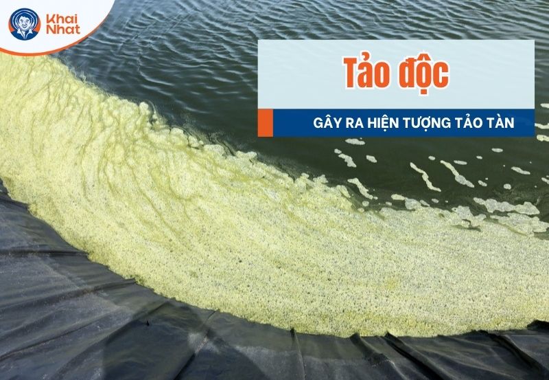 tảo độc gây sữ số tảo tàn trong ao làm chết tôm hàng loạt