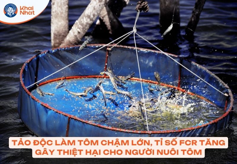 tảo độc làm chỉ số FRC tăng ao, gây thệt hại cho người nuôi tôm