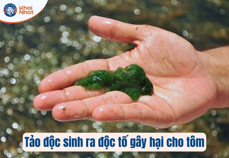 tảo độc sinh ra độc tố gây hại cho tôm