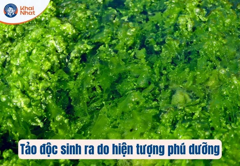 Môi trường chứa quá nhiều chất hữu cơ là điều kiện lý tưởng gây hại cho tôm