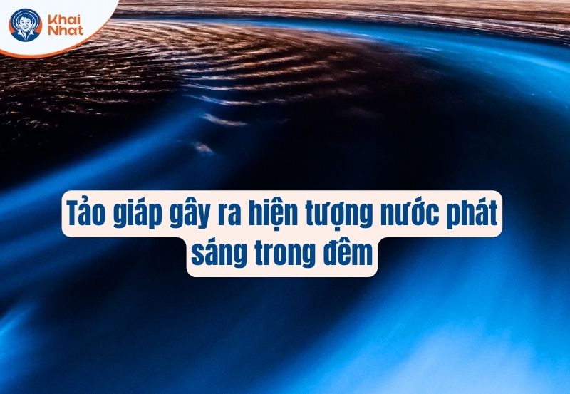 tảo giáp là tảo độc trong ao nuôi tôm