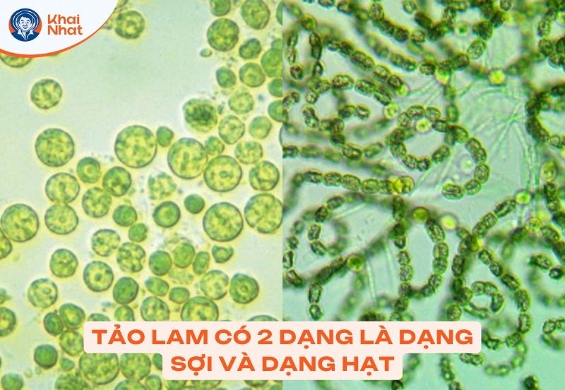 Tảo lam có 2 dạng chính là dạng sợi và dạng hạt