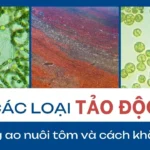 thumbnail các loại tảo độc