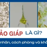 thumbnail tảo giáp là gì