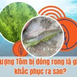Thumnail tôm bị đóng rong nhớt