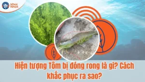 Thumnail tôm bị đóng rong nhớt