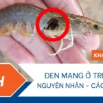 thumbnail bệnh đen mang ở tôm
