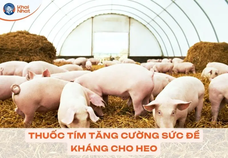 thuốc tím giúp tăng cường sức đề kháng cho heo
