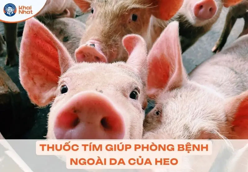 thuốc tím giúp heo phòng được các bệnh ngoài da của heo