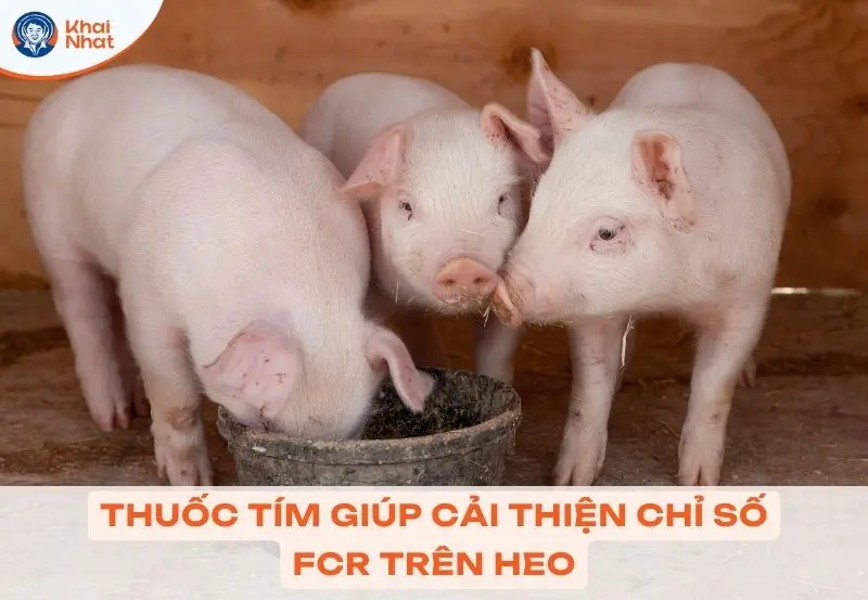 Thuốc tím giúp cải thiện chỉ số FRC của heo