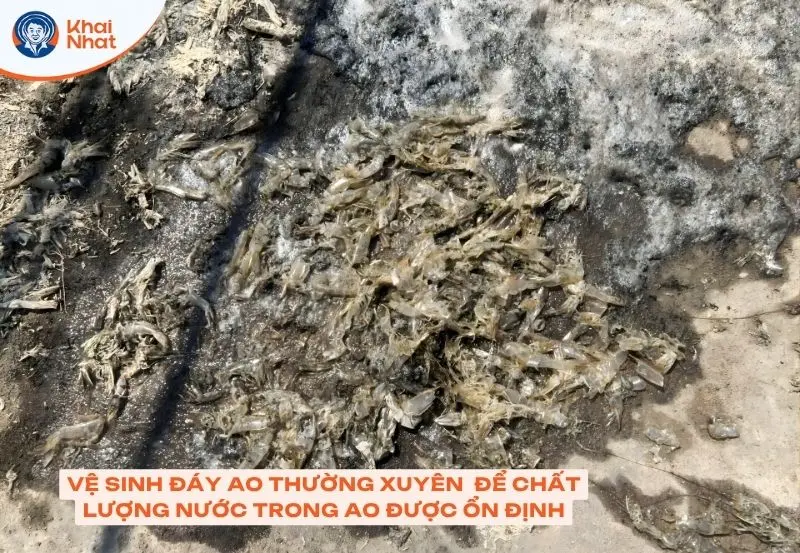 quản lý chất lượng nước bịnh kì giúp giảm trình trạng tôm bị đóng khói đèn hiệu quả