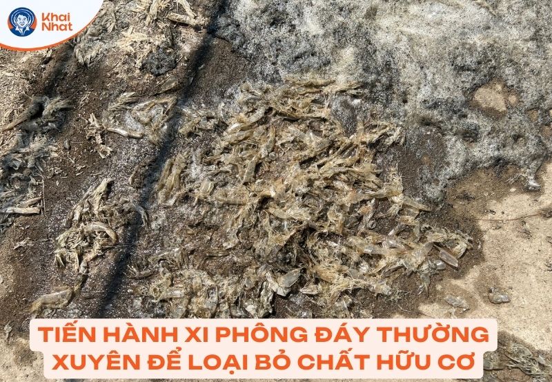 Xử lý đáy ao thường xuyên để giảm thiểu việc tích tụ chất hữu cơ dưới đáy ao