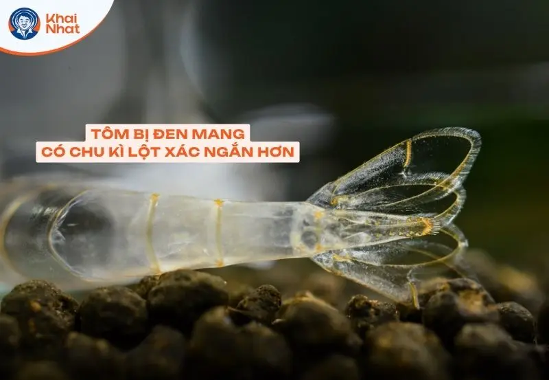 thông thường, tôm bị đóng khói đèn có chu kì lột xác ngắn