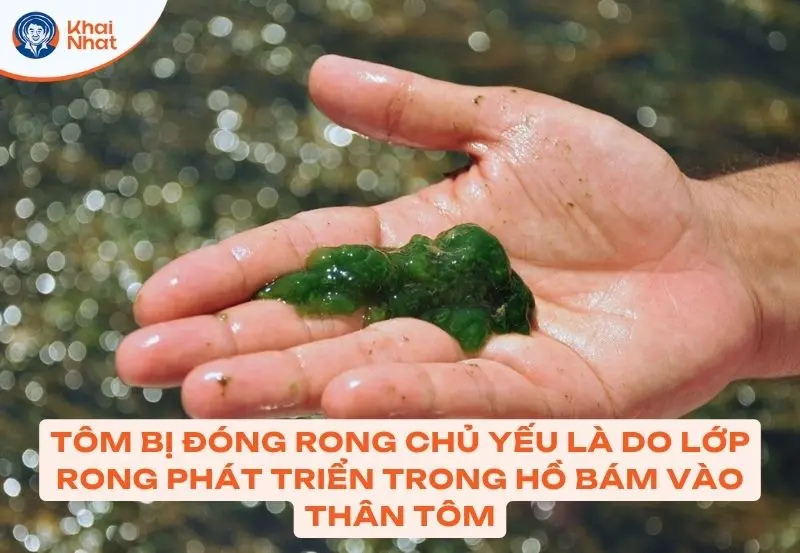 Tôm bị đóng rong nhớ chủ yếu là do tình trạng rong rêu trong nước bám vào tôm 