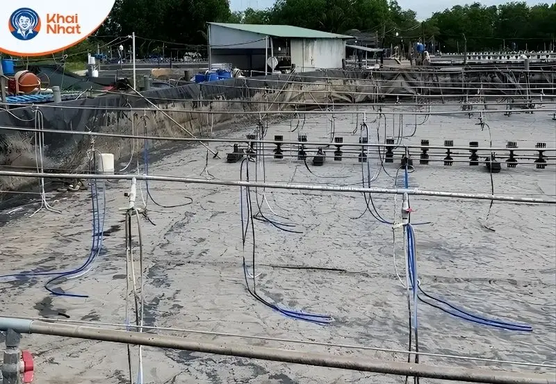 vệ sinh đát ao trước khi thả giống