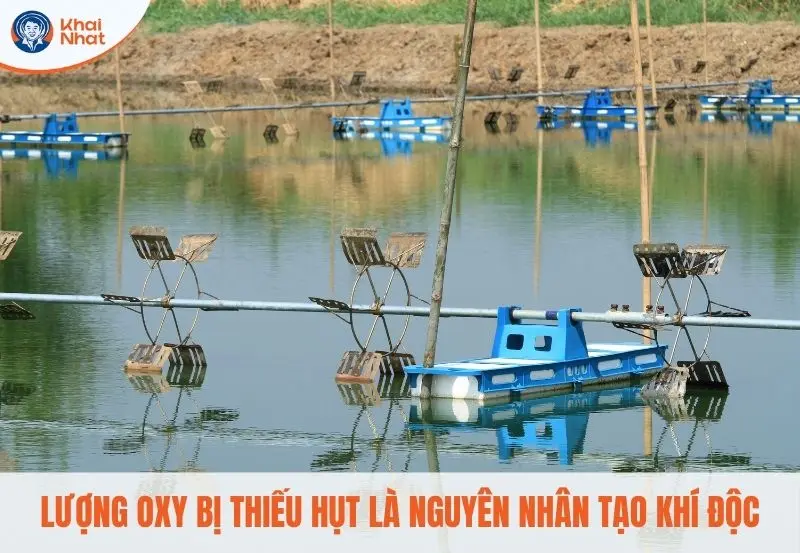 Khí độc thường rịch tụ dưới đáy ao tôm