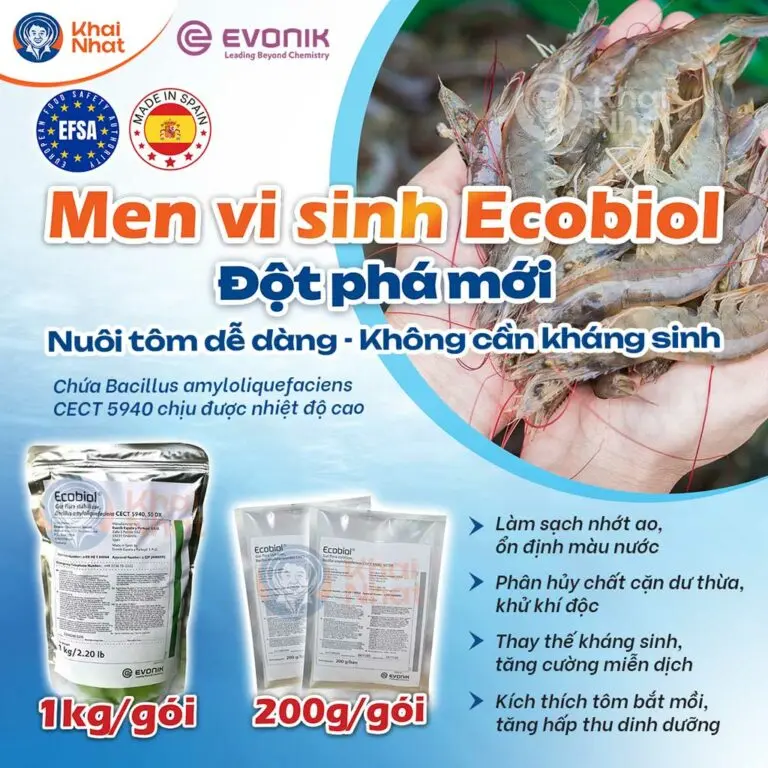 Men vi sinh giúp cải thiện lượng khí độc trong ao nuôi tôm