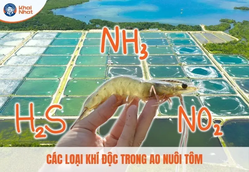 banner khí độc trong ao nuôi tôm