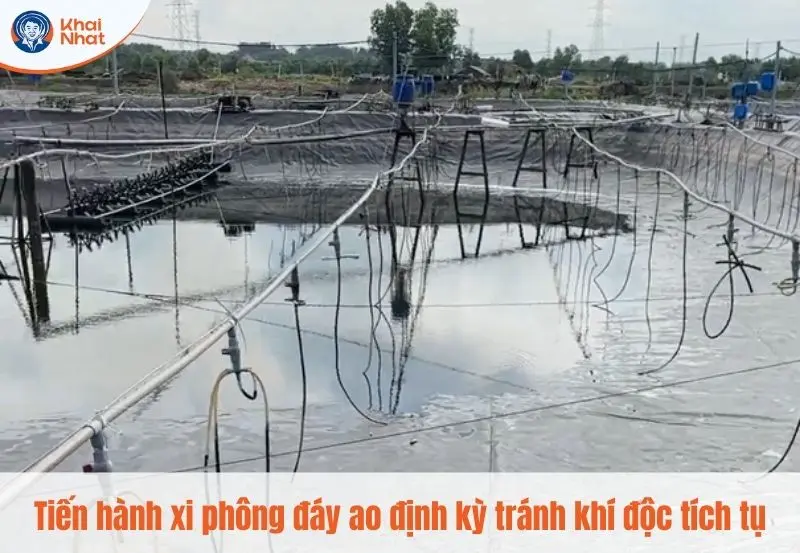 tiến hành xi phông đáy ao để ao nuôi không tích khí độc