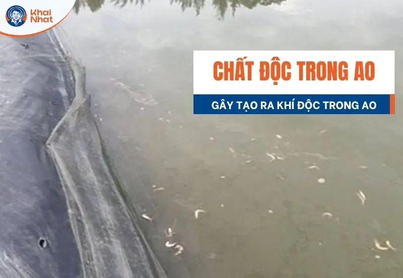 chất độc trong ao nuôi tôm làm tôm chết larai