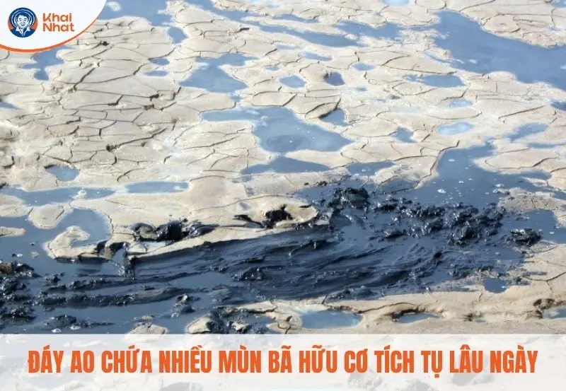 Mùn bã hữu cơ tích tụ dưới đáy ao là nguyên nhân chủ yếu