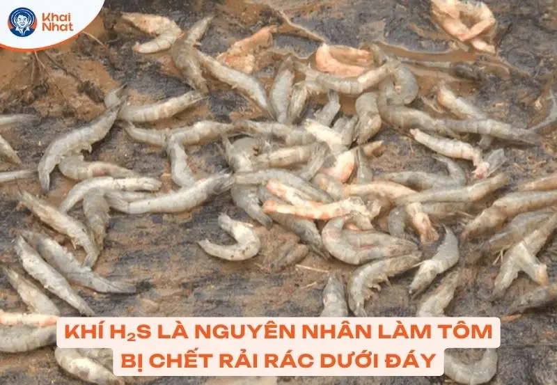 khí h2s gây ra tình trạng tôm chết hàng loạt