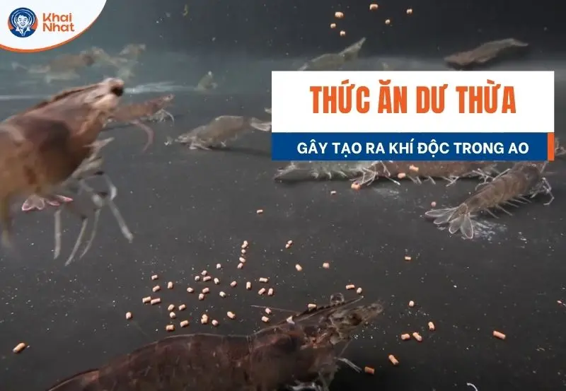 Thức ăn dư thừa tạo ra khí độc trong ao nuôi tôm