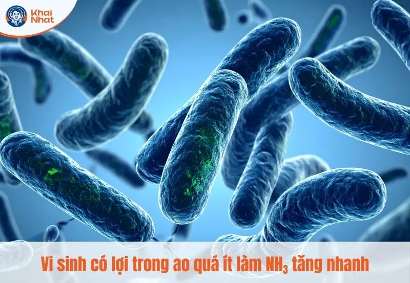 Vi sinh có lợi trong ao quá ít